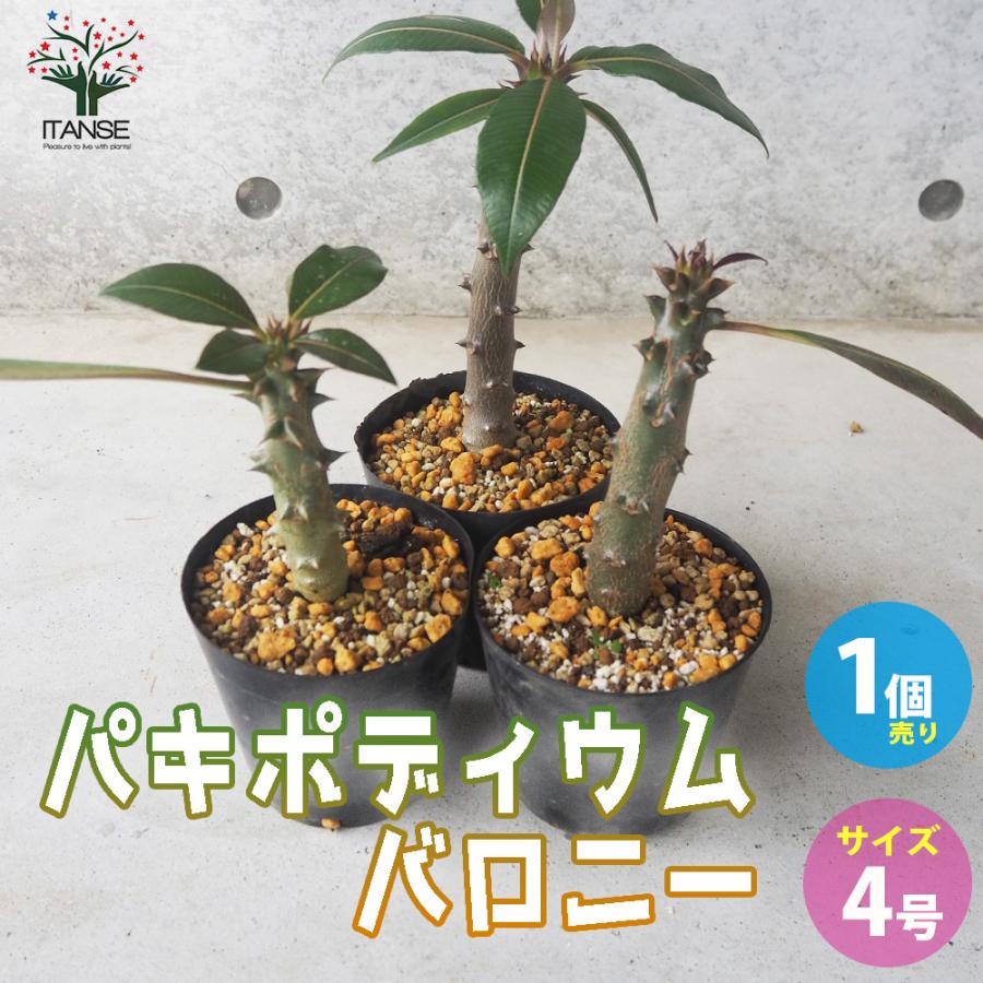 ITANSE パキポディウム バロニー 多肉植物 4号鉢 1個売り ITANSE パキポディウム バロニー 多肉植物 4号鉢 1個売り