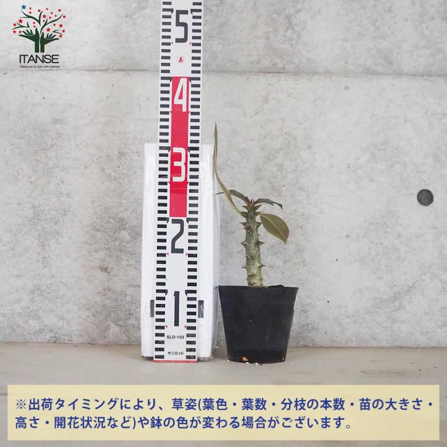 ITANSE パキポディウム バロニー 多肉植物 4号鉢 1個売り インテリア