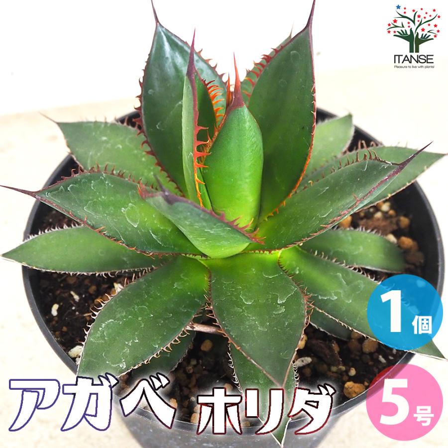 ITANSE アガベ ホリダ 多肉植物 5号鉢 1個売り インテリア