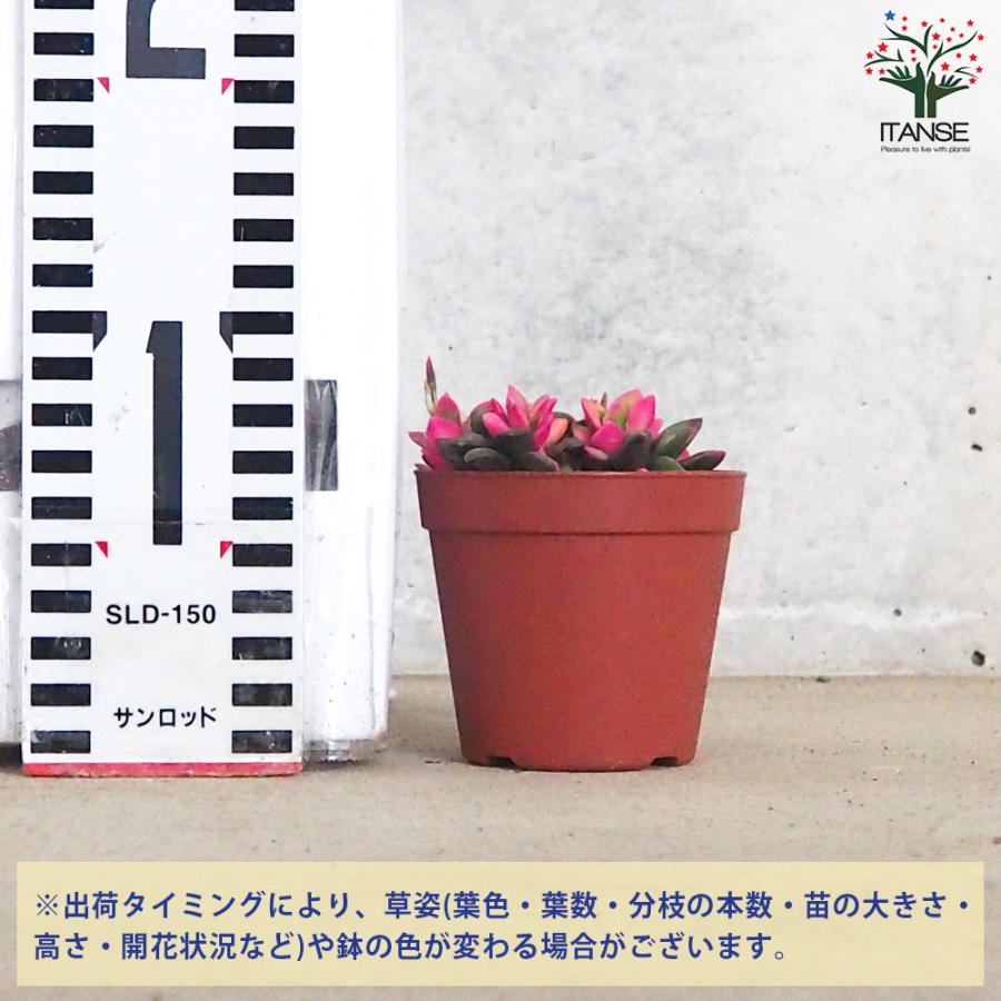 ITANSE 桜吹雪 多肉植物 2.5〜3号 1個売り インテリア オブジェ