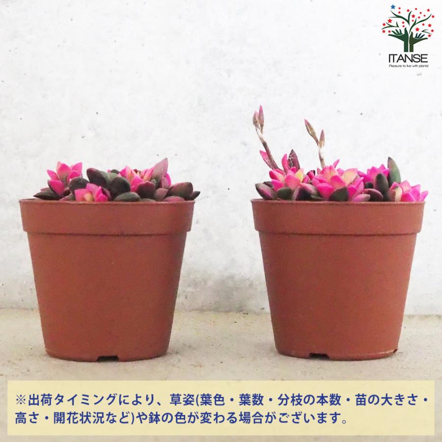 ITANSE 桜吹雪 多肉植物 2.5〜3号 1個売り インテリア オブジェ