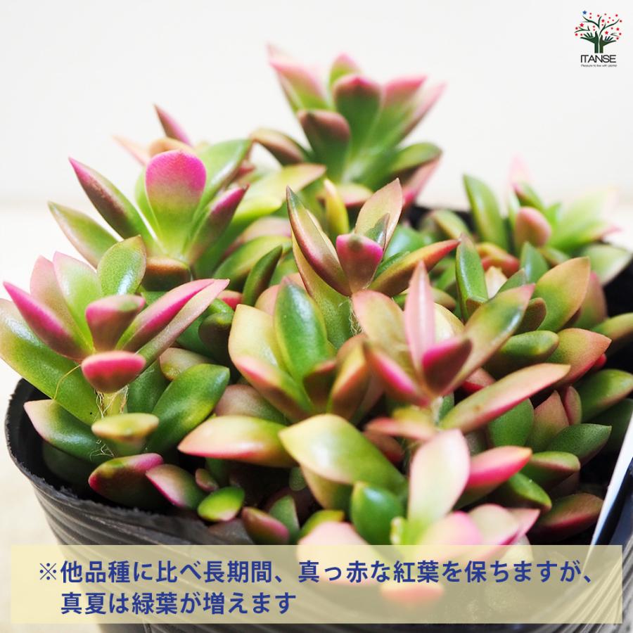 ITANSE 桜吹雪 多肉植物 2.5〜3号 1個売り インテリア オブジェ