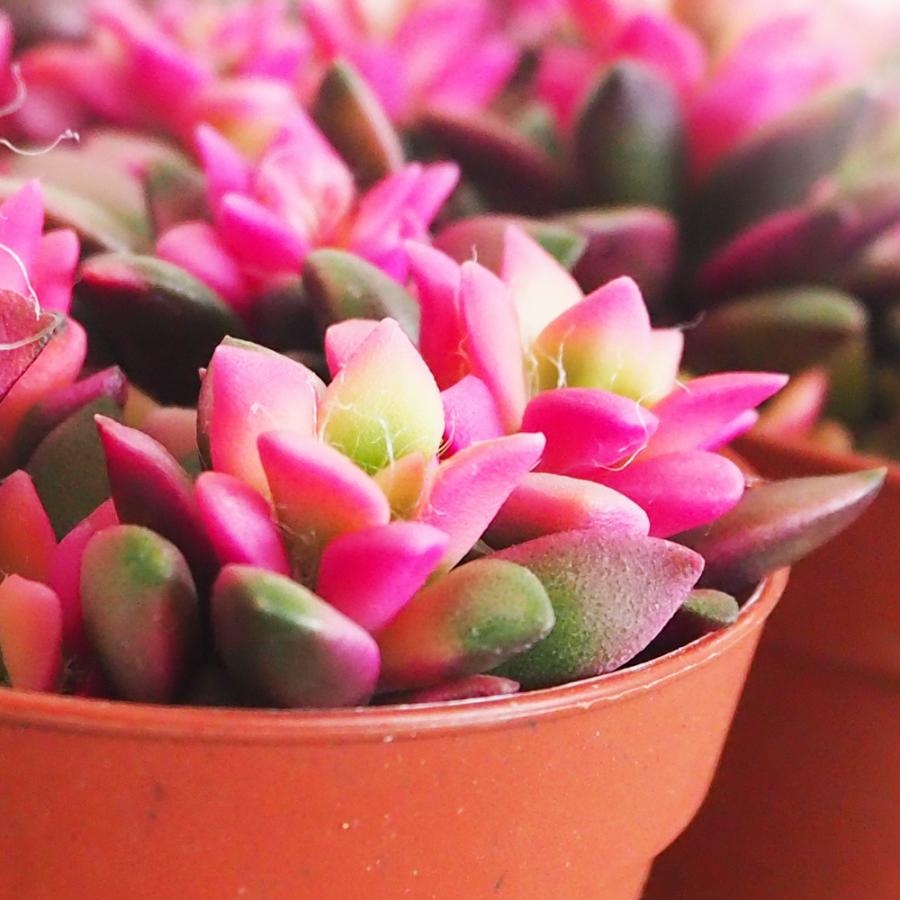 グリーン桜瑪瑙with夜桜 スフィア ② ITANSE 多肉植物 桜吹雪 2.5〜3号 1個売り インテリア オブジェ 新生活