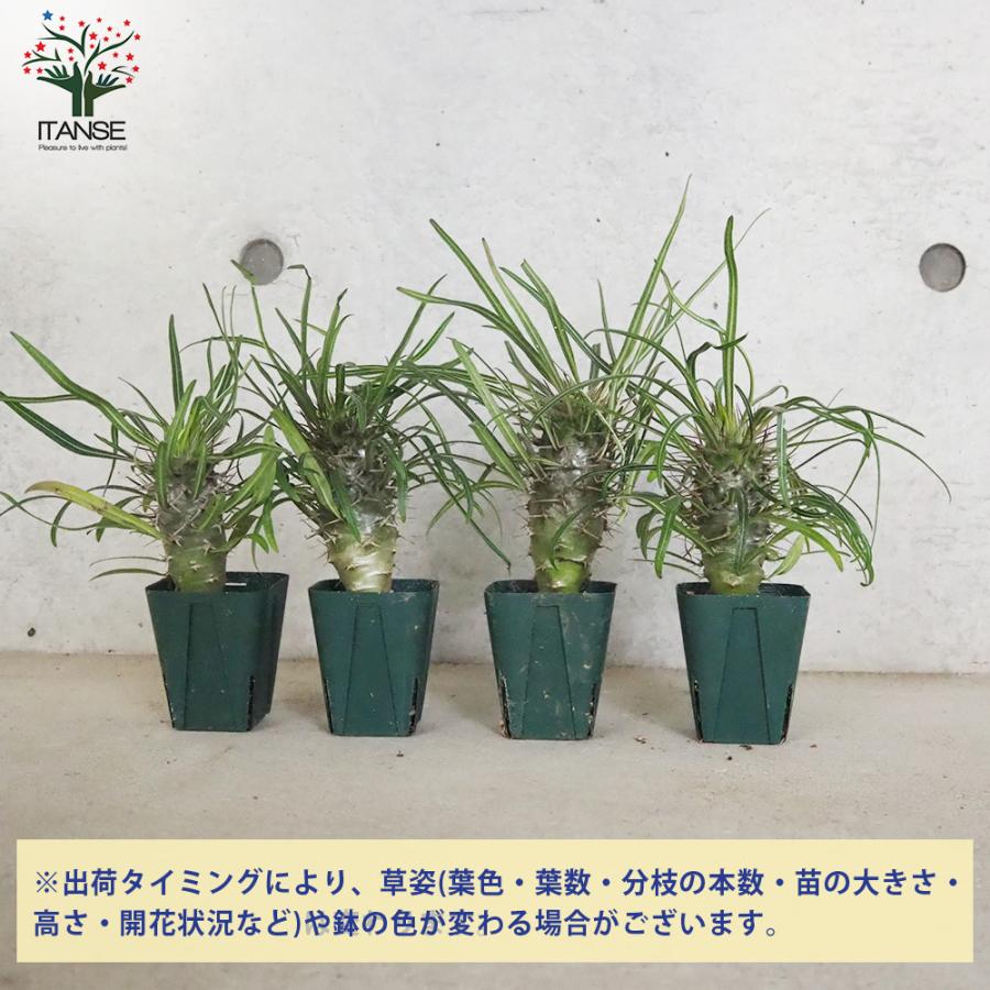 ITANSE パキポディウム グアイ Mサイズ 多肉植物 2.5号〜3号グリーンスリット鉢/お買い得3個セット 観葉植物 イタンセ公式｜itanse｜06