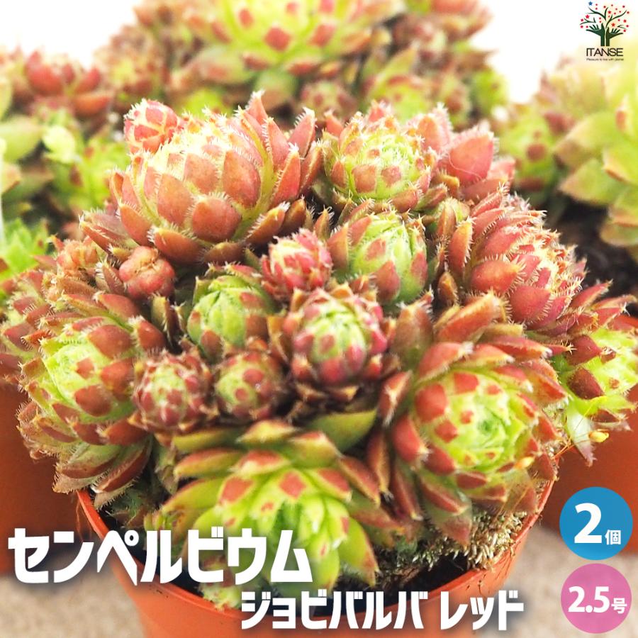 ITANSE センペルビウム ジョビバルバ レッド 多肉植物 2.5号鉢  
