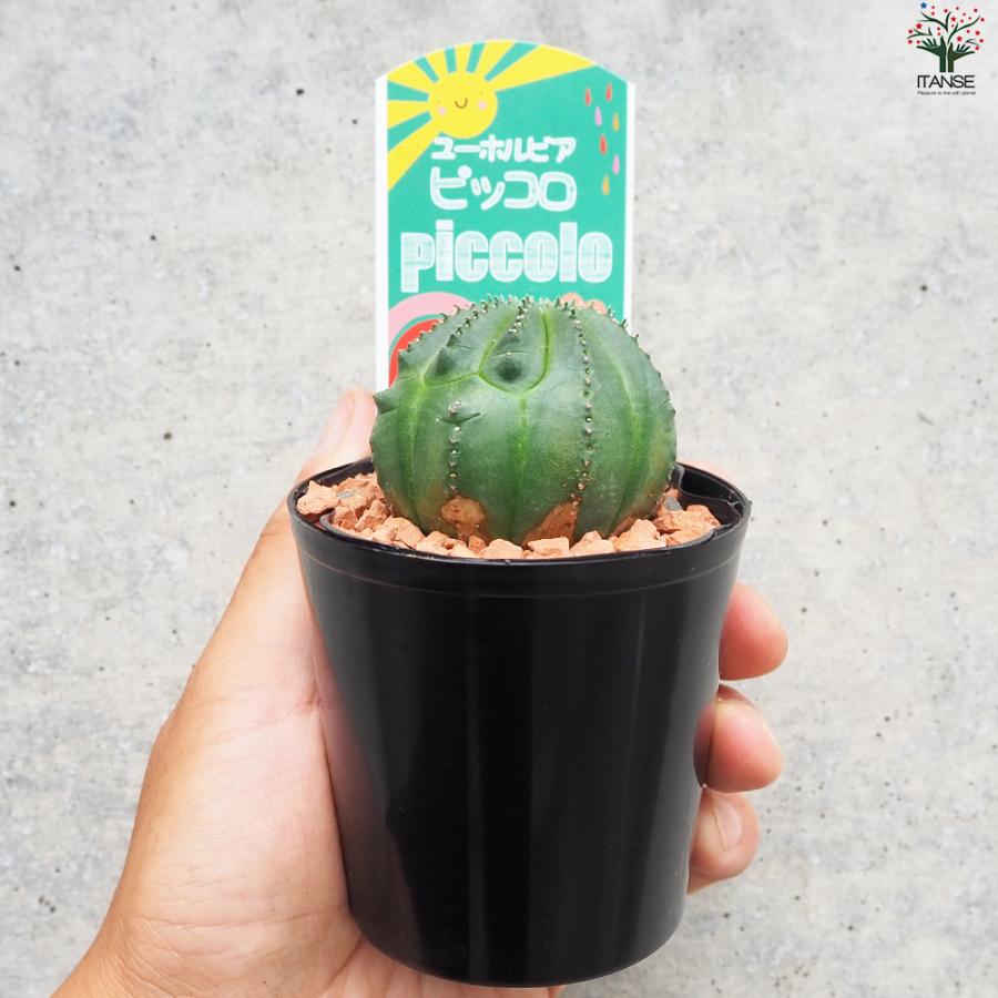 ITANSE ユーフォルビア ピッコロ オベサ梵天 多肉植物 3号鉢/1個