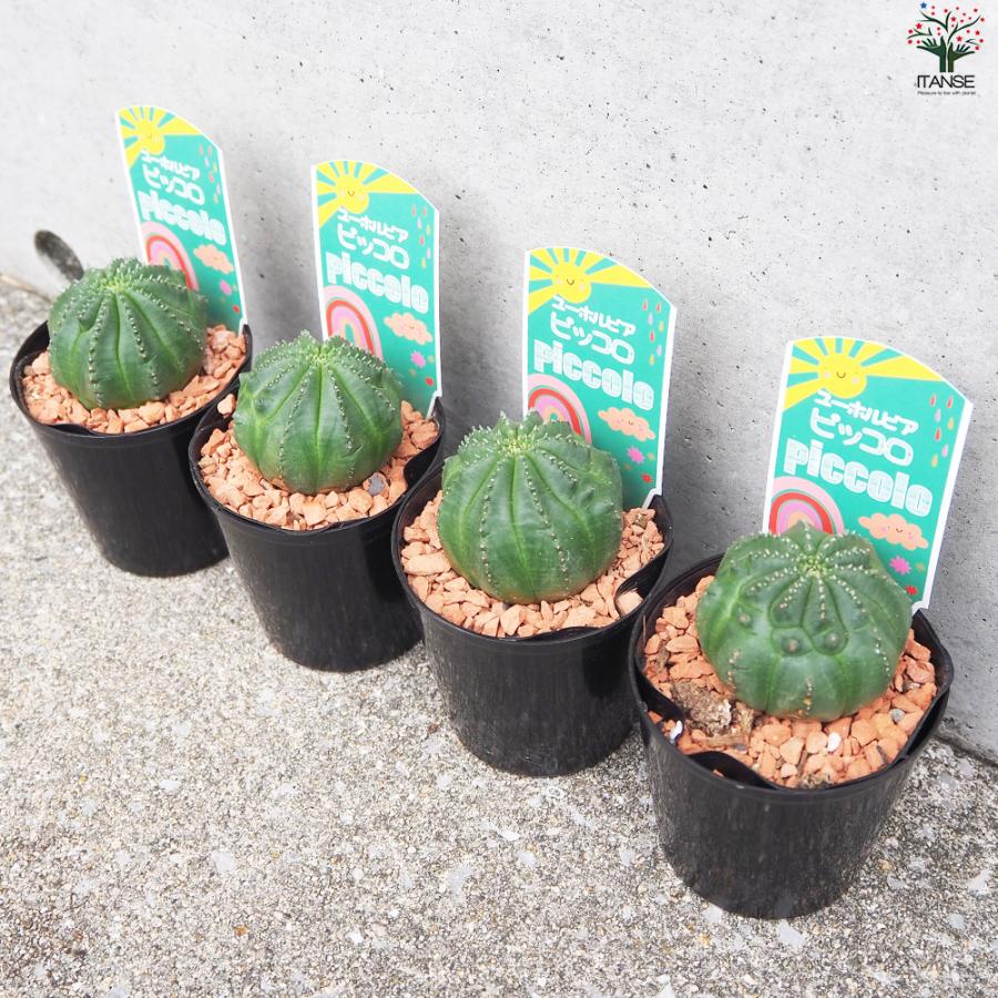 期間限定 ユーフォルビア 6鉢セット オベサ 綴化 バリダ ホリダ 実生