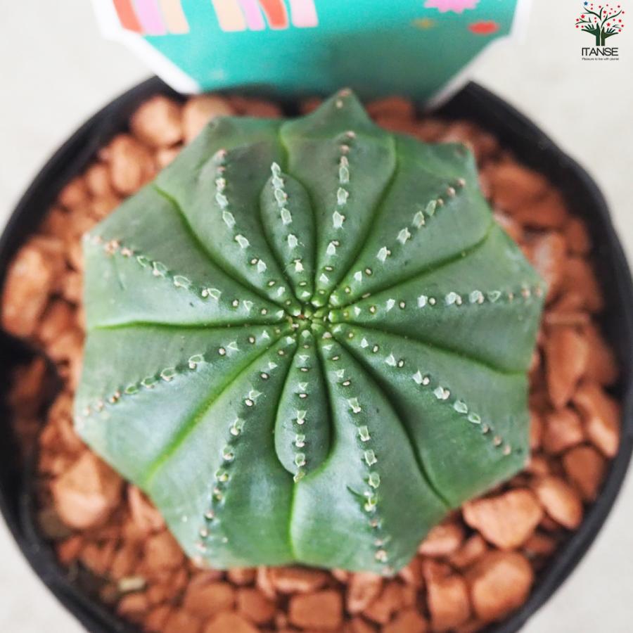 ITANSE ユーフォルビア ピッコロ オベサ梵天 多肉植物 3号鉢/お買い得3