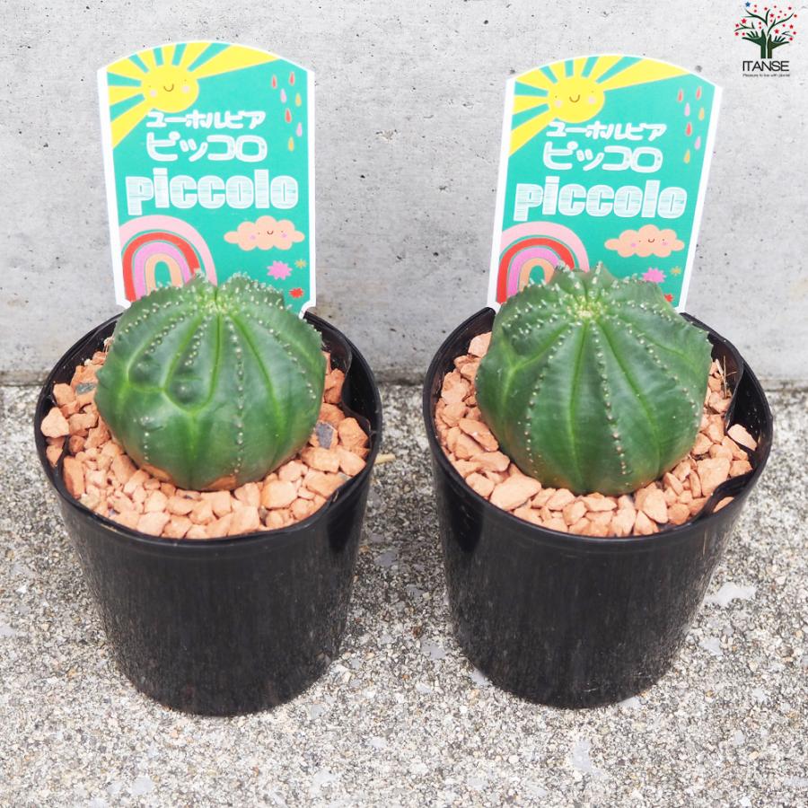 ITANSE ユーフォルビア ピッコロ オベサ梵天 多肉植物 3号鉢/お買い得4