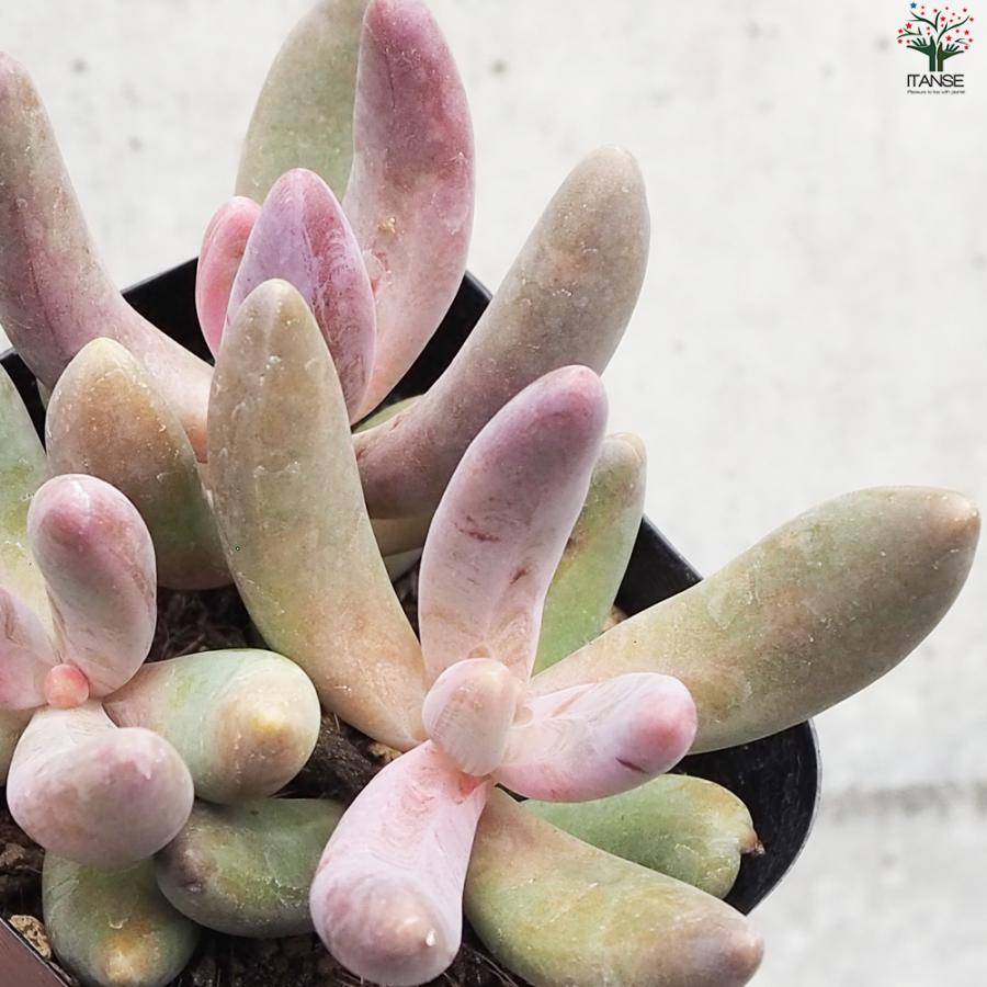 ITANSE パキセダム キャンディーグレープ 多肉植物 3号ポット/1個売り
