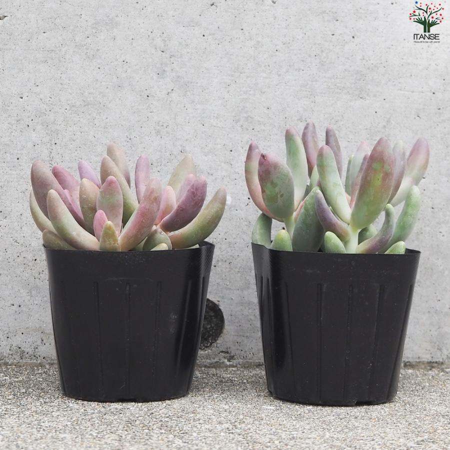 ITANSE パキセダム キャンディーグレープ 多肉植物 3号ポット/1個売り