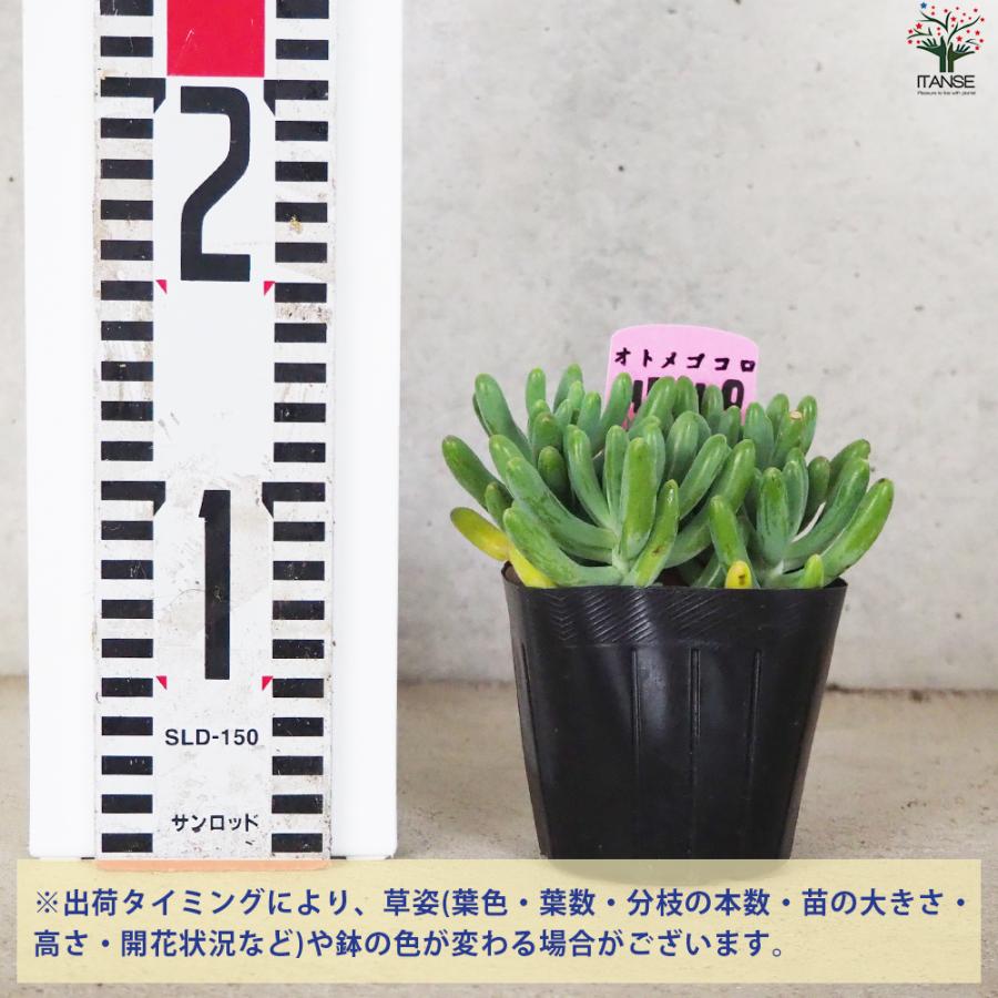 ITANSE セダム 乙女心 オトメゴコロ 多肉植物 3号ポット/お買い得3個セット グランドカバー 観葉植物 多肉 イタンセ公式｜itanse｜02