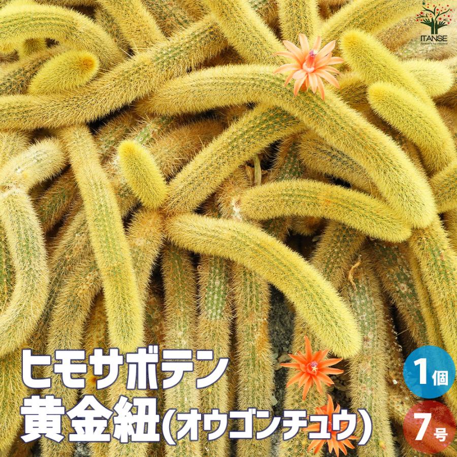 ITANSE ヒモサボテン 黄金紐 オウゴンチュウ 多肉植物 7号鉢/1個売り