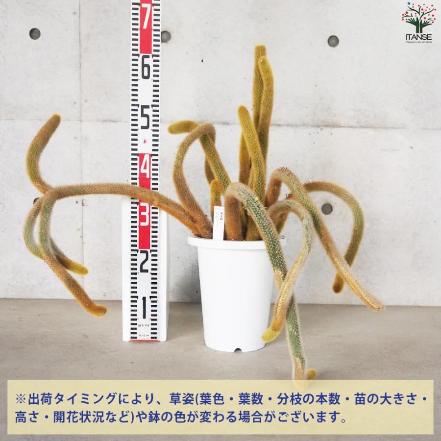 ITANSE ヒモサボテン 黄金紐 オウゴンチュウ 多肉植物 7号鉢/1個売り