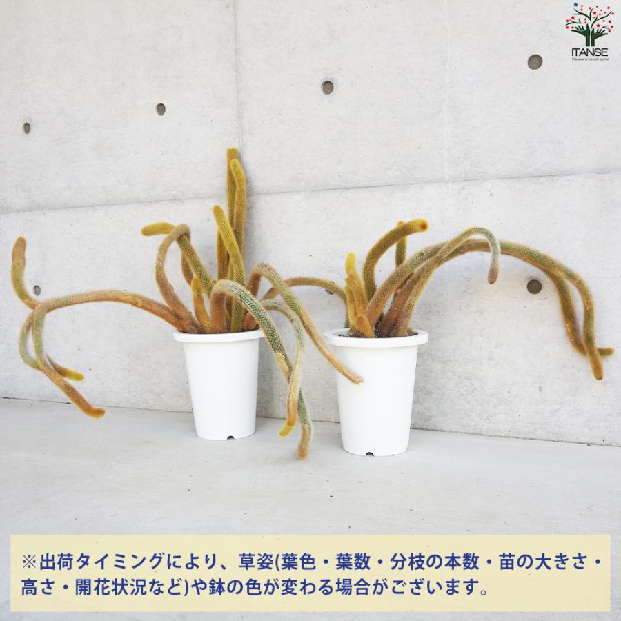 ITANSE ヒモサボテン 黄金紐 オウゴンチュウ 多肉植物 7号鉢/1個売り