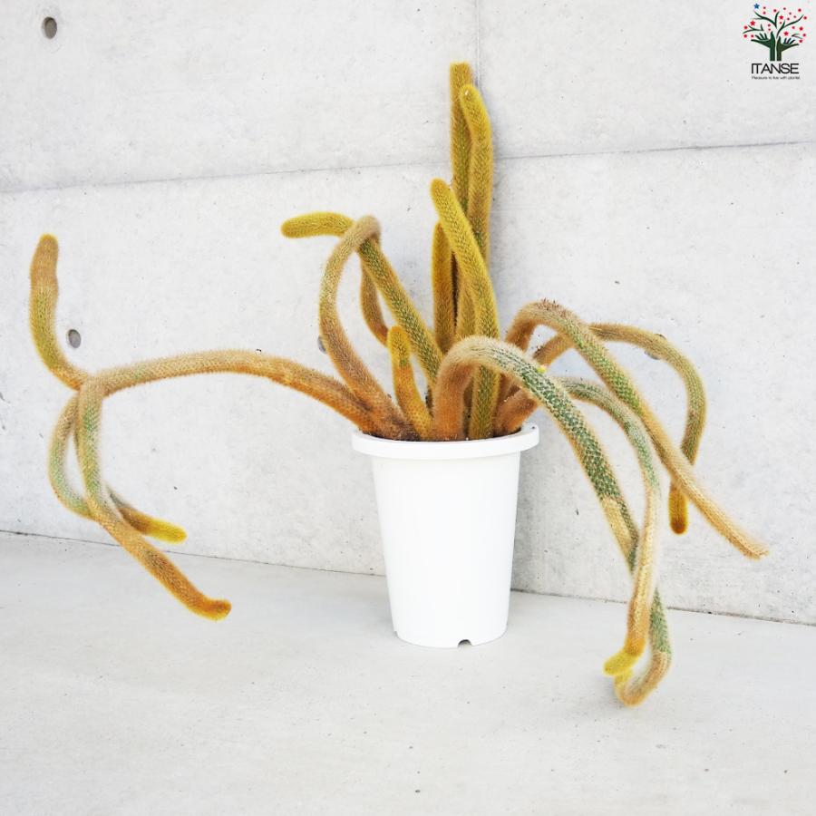 ITANSE ヒモサボテン 黄金紐 オウゴンチュウ 多肉植物 7号鉢/1個売り