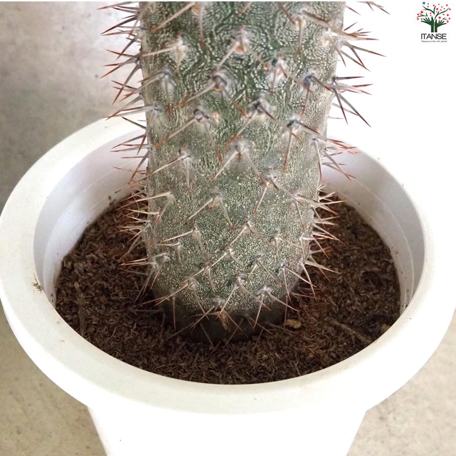 【高さ60㎝】パキポディウムラメリー 斑入り 接木 塊根植物 多肉 サボテン 高さ60㎝】パキポディウムラメリー 斑入り 接木 塊根植物 多肉