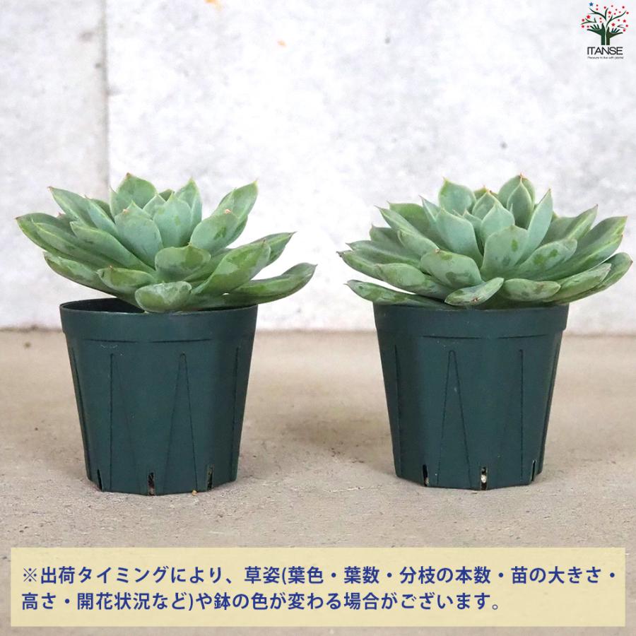 ITANSE エケベリア ムーンフェアリー 多肉植物 2.5号鉢/1個売り 多肉植物 観葉植物 インテリアグリーン イタンセ公式｜itanse｜03