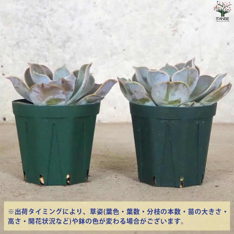 ITANSE エケベリア リラシナ 多肉植物 2.5号鉢/1個売り 多肉植物 観葉植物 インテリアグリーン イタンセ公式｜itanse｜03