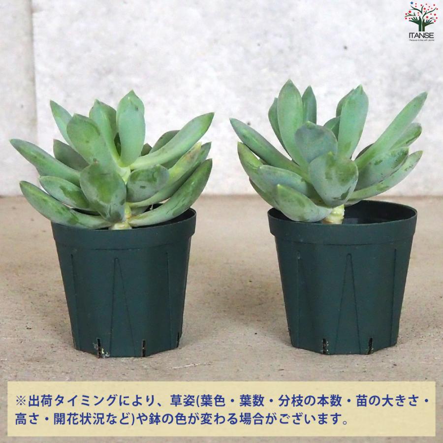 青緑色の多肉植物*2 青緑色の多肉植物*2 青緑色の多肉植物*2 ツーソンブルー | TOMOZOO