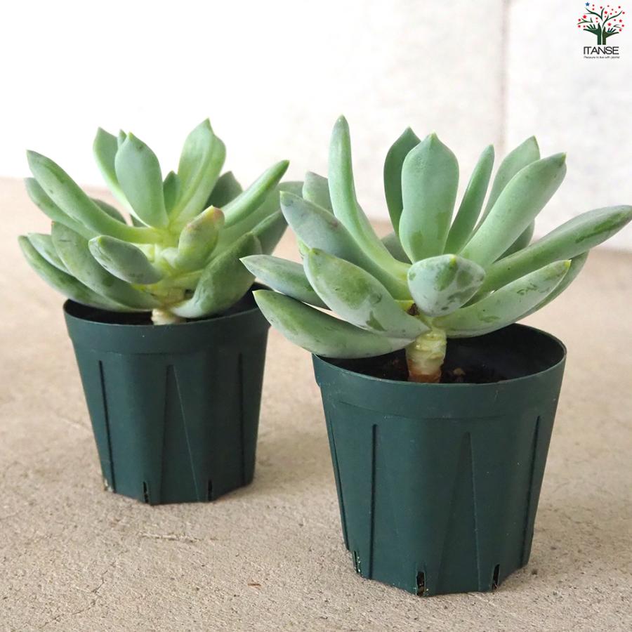 ITANSE エケベリア アズールブルー 多肉植物 2.5号鉢/1個売り 観葉植物