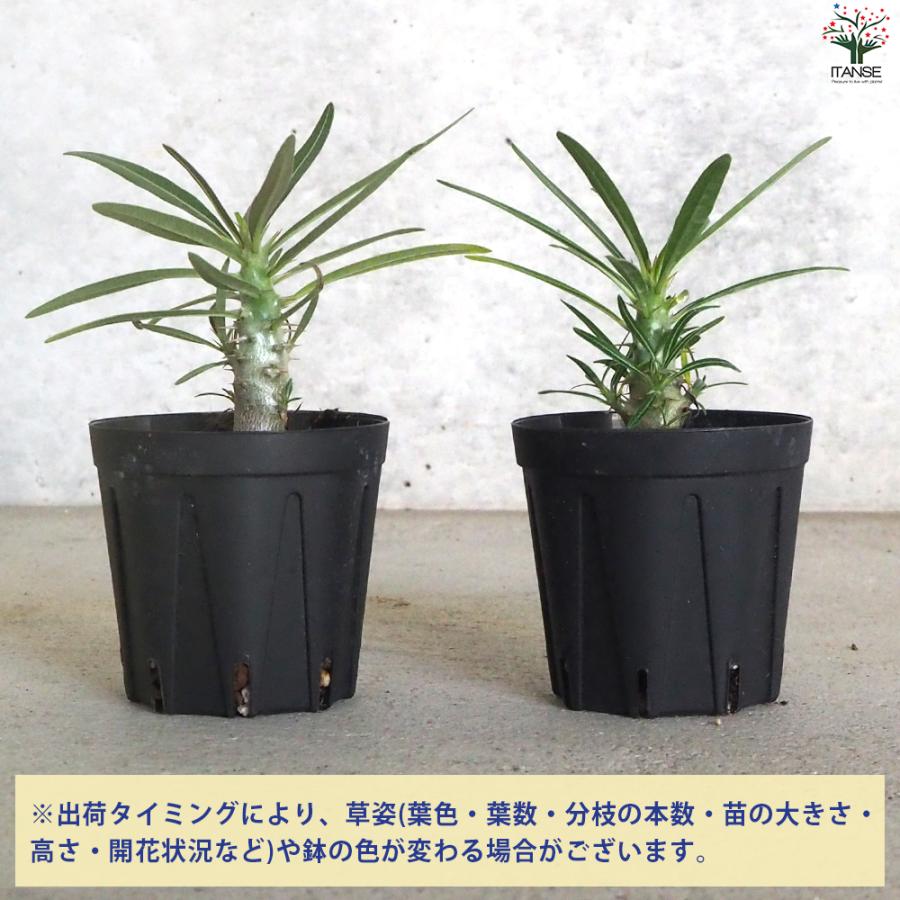 ITANSE パキポディウム グラキリス 多肉植物 2号鉢/1個売り 塊根 ITANSE パキポディウム グラキリス 多肉植物 2号鉢/1個売り 塊根