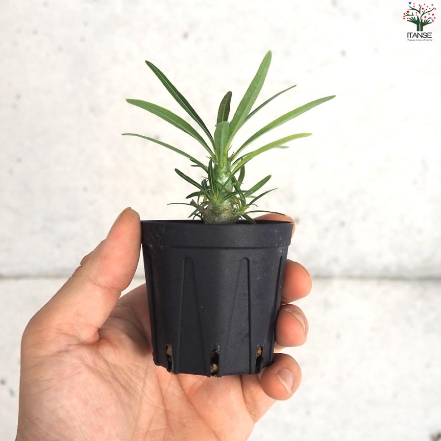 ITANSE パキポディウム グラキリス 多肉植物 2号鉢/1個売り 塊根 ITANSE パキポディウム グラキリス 多肉植物 2号鉢/1個売り 塊根