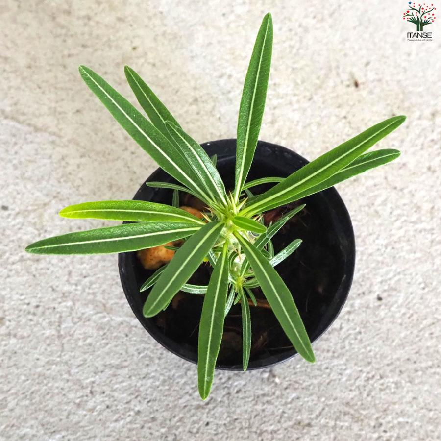 ITANSE パキポディウム グラキリス 多肉植物 2号鉢/1個売り 塊根 ITANSE パキポディウム グラキリス 多肉植物 2号鉢/1個売り 塊根