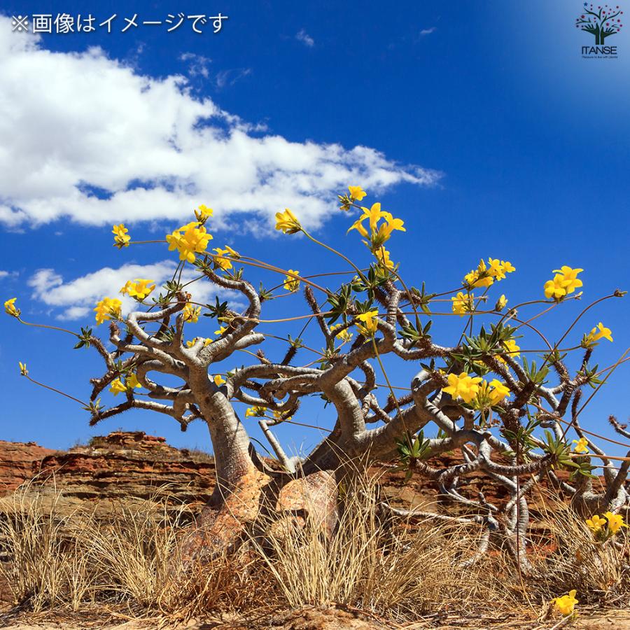 ITANSE パキポディウム グラキリス 多肉植物 2号鉢/1個売り 塊根 ITANSE パキポディウム グラキリス 多肉植物 2号鉢/1個売り 塊根