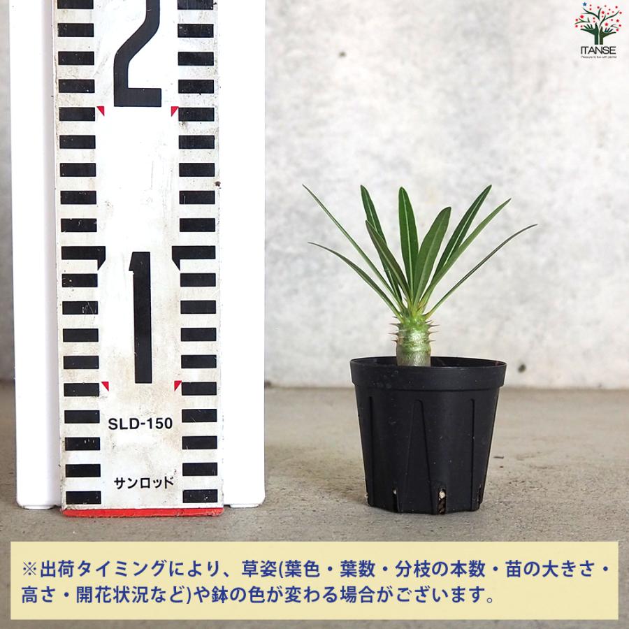ITANSE パキポディウム カクチペス 多肉植物 2〜3号鉢/1個売り 塊根