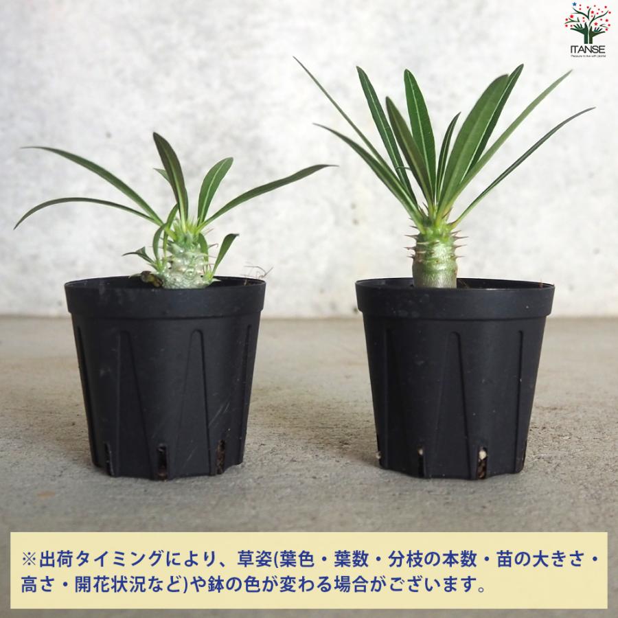 ITANSE パキポディウム カクチペス 多肉植物 2〜3号鉢/1個売り 塊根