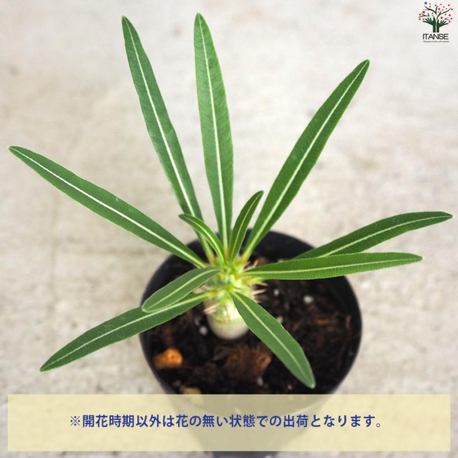 ITANSE パキポディウム カクチペス 多肉植物 2〜3号鉢/1個売り 塊根