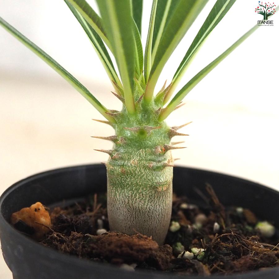 ITANSE パキポディウム カクチペス 多肉植物 2〜3号鉢/1個売り 塊根