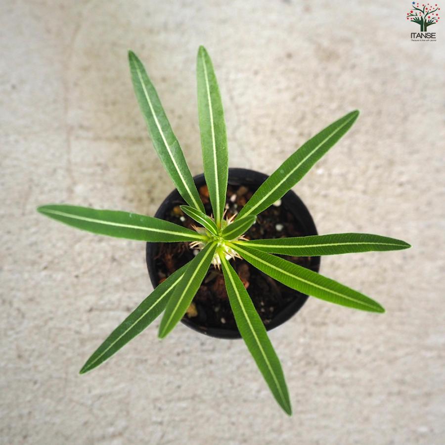 ITANSE パキポディウム カクチペス 多肉植物 2〜3号鉢/1個売り 塊根