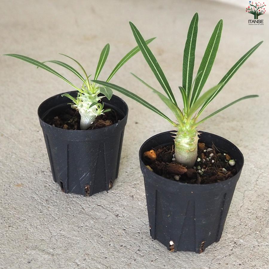 ITANSE パキポディウム カクチペス 多肉植物 2〜3号鉢/1個売り 塊根