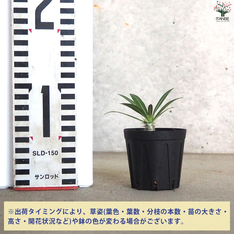 3頭➕3頭 塊根植物（大） パキポディウム ホロンベンセ DULTON 手渡し 3頭➕3頭 塊根植物（大） パキポディウム ホロンベンセ DULTON 陶器鉢