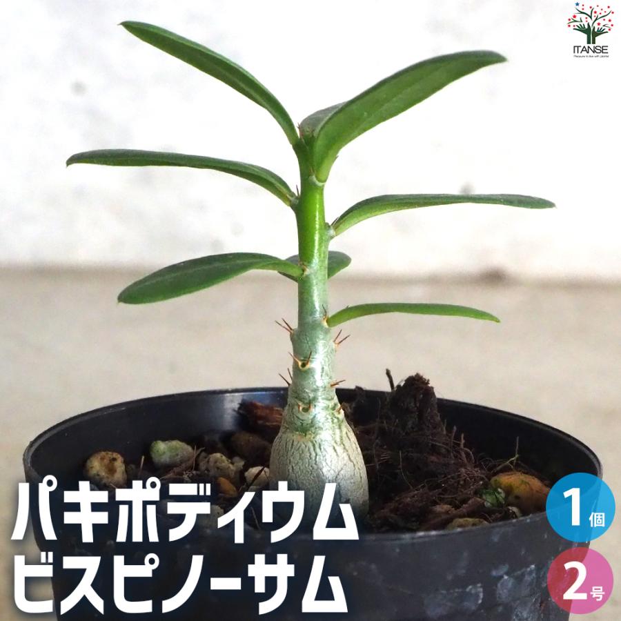 ITANSE パキポディウム ビスピノーサム 多肉植物 2号鉢/1個売り ITANSE パキポディウム ビスピノーサム 多肉植物 2号鉢/1個売り