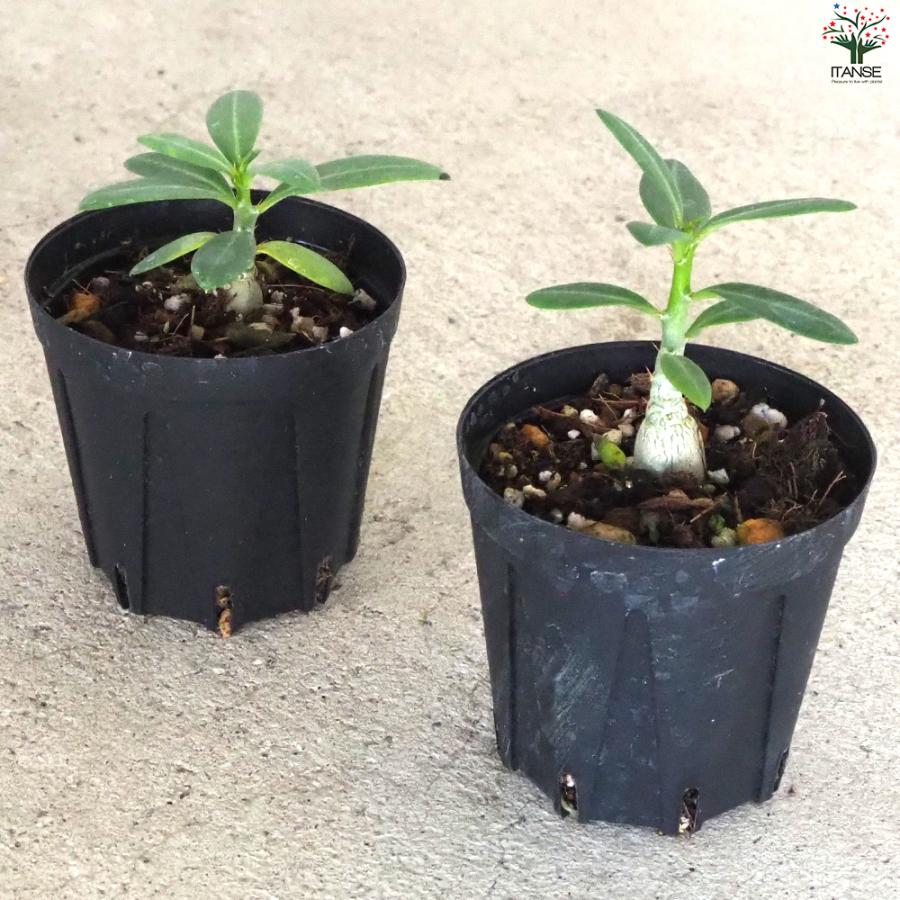 【塊根植物】パキポディウムビスピノーサム現地株発根済み 楽天市場】【送料無料】パキポディウム ビスピノーサム 多肉植物 2号鉢