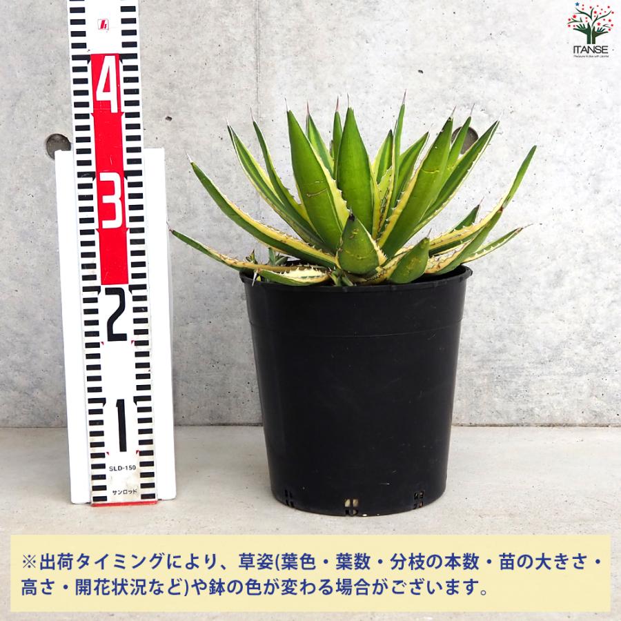 ITANSE アガベ 五色万代(斑入) 多肉植物 7号鉢/1個売り リビング