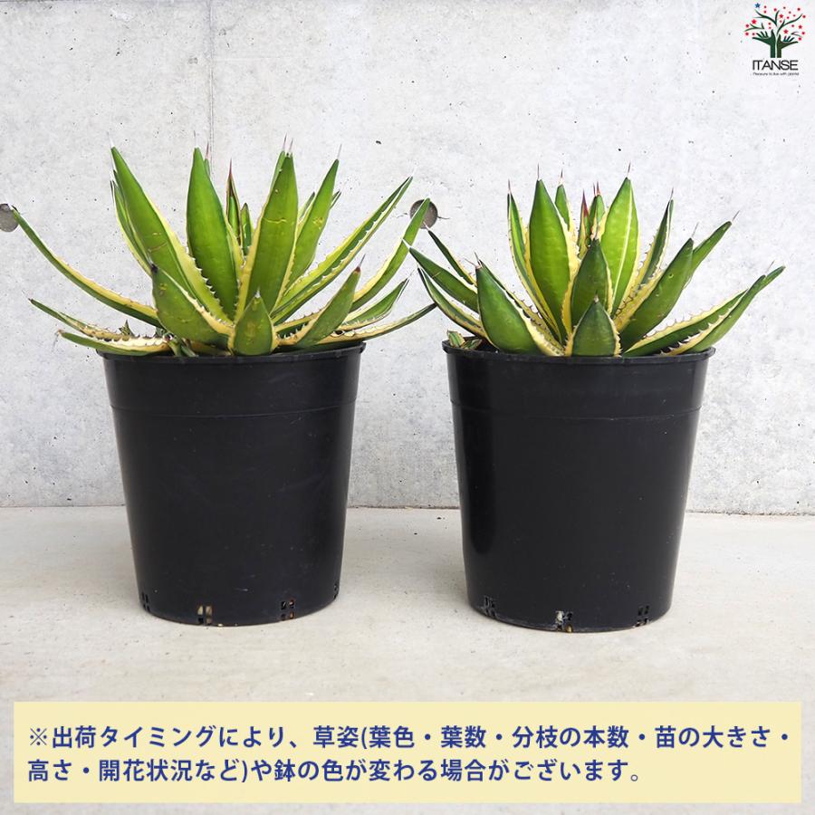 ITANSE アガベ 五色万代(斑入) 多肉植物 7号鉢/1個売り リビング