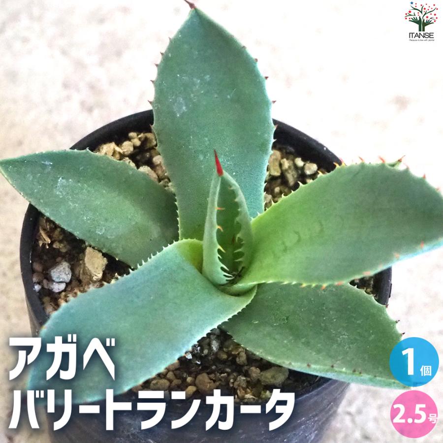ITANSE アガベ バリートランカータ 多肉植物 2.5号鉢/1個売り