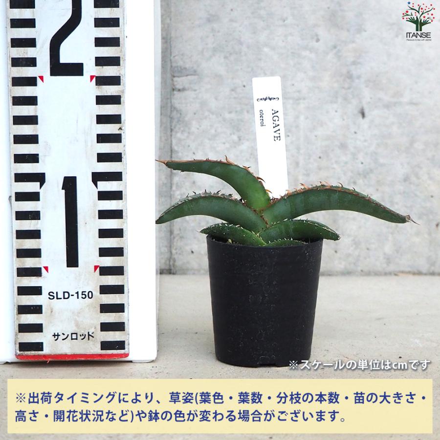 ITANSE アガベ オテロイ 多肉植物 2.5号鉢/1個売り育てやすい 御祝
