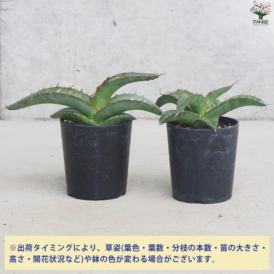 ITANSE アガベ オテロイ 多肉植物 2.5号鉢/1個売り育てやすい 御祝