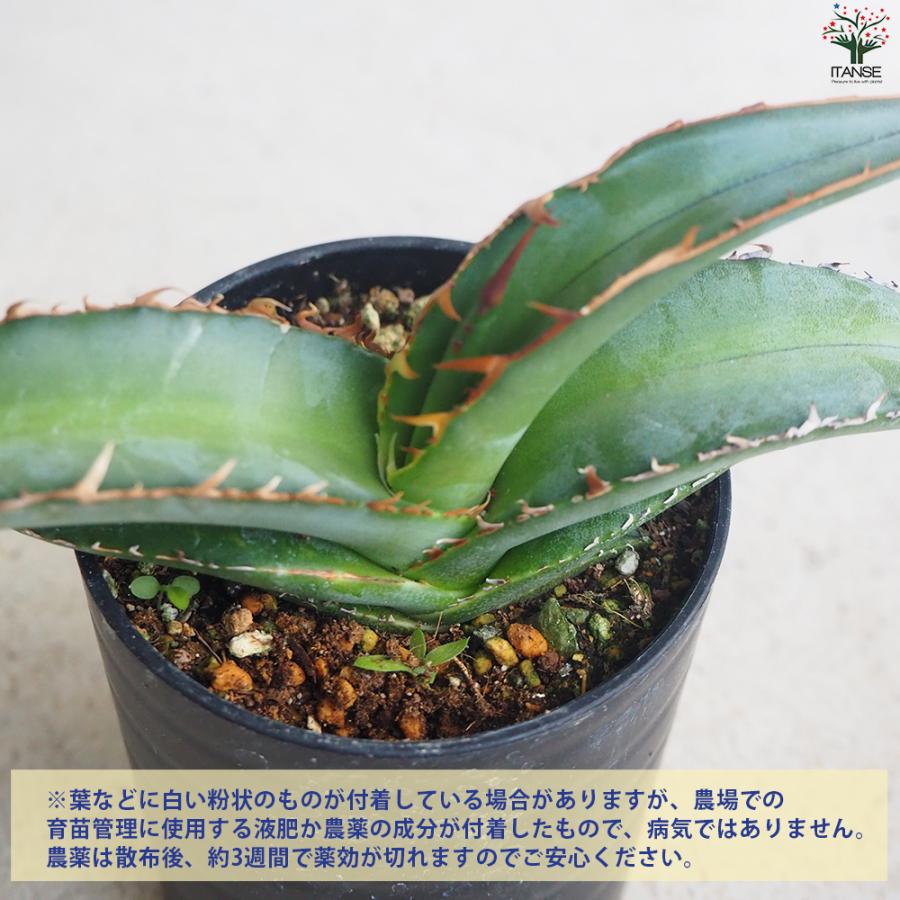 ITANSE アガベ オテロイ 多肉植物 2.5号鉢/1個売り育てやすい 御祝