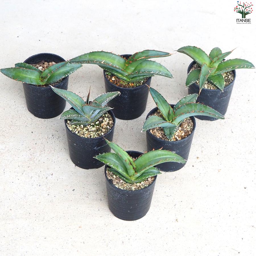 ITANSE アガベ オテロイ 多肉植物 2.5号鉢/1個売り育てやすい 御祝