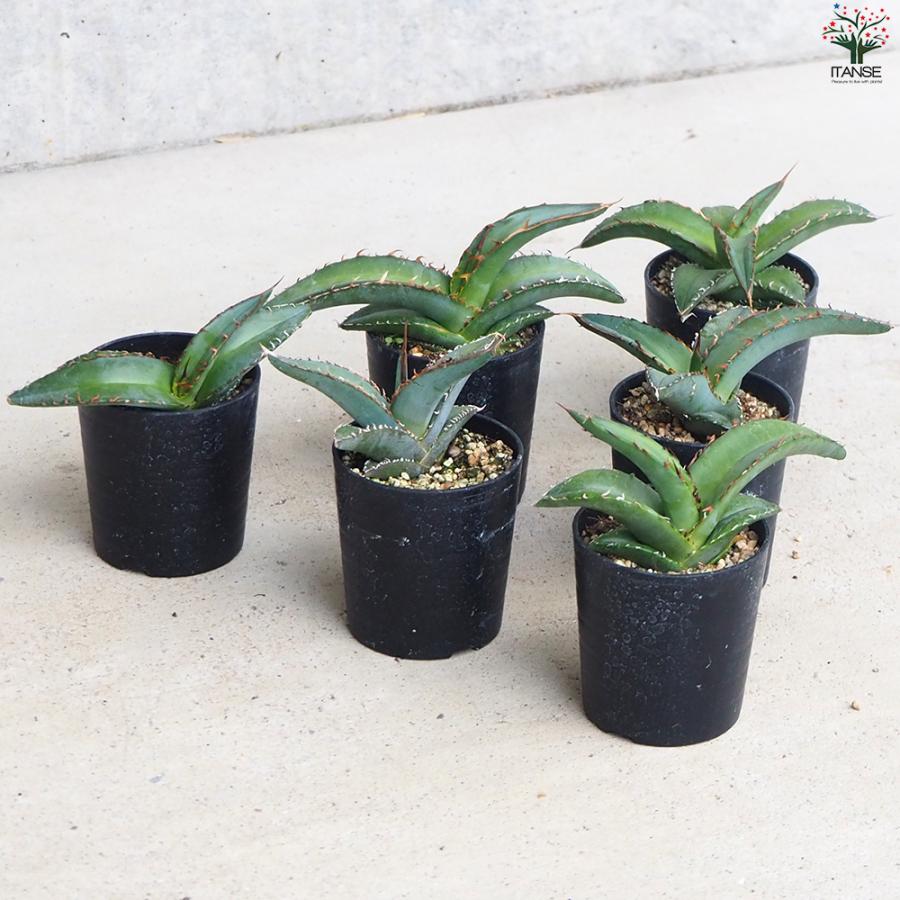 ITANSE アガベ オテロイ 多肉植物 2.5号鉢/1個売り育てやすい 御祝