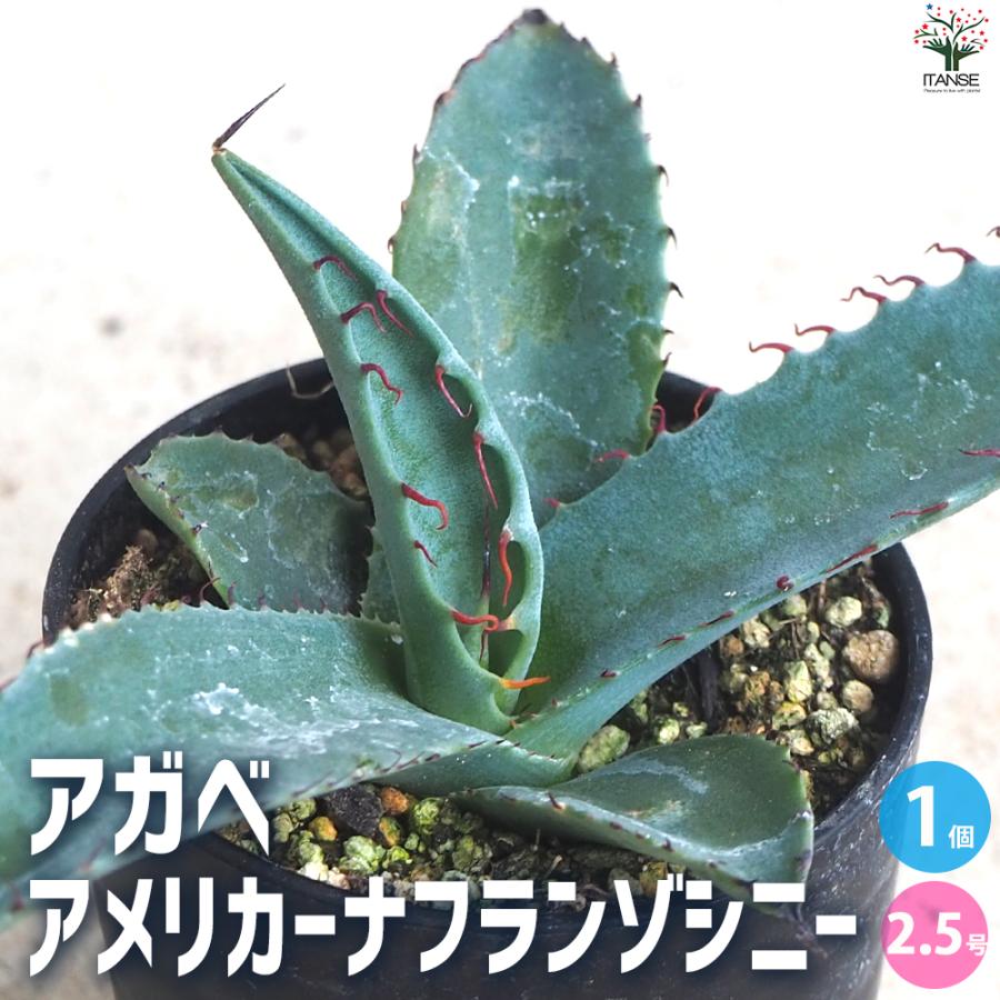 ITANSE アガベ アメリカーナフランゾシニー 多肉植物 2.5号鉢/1