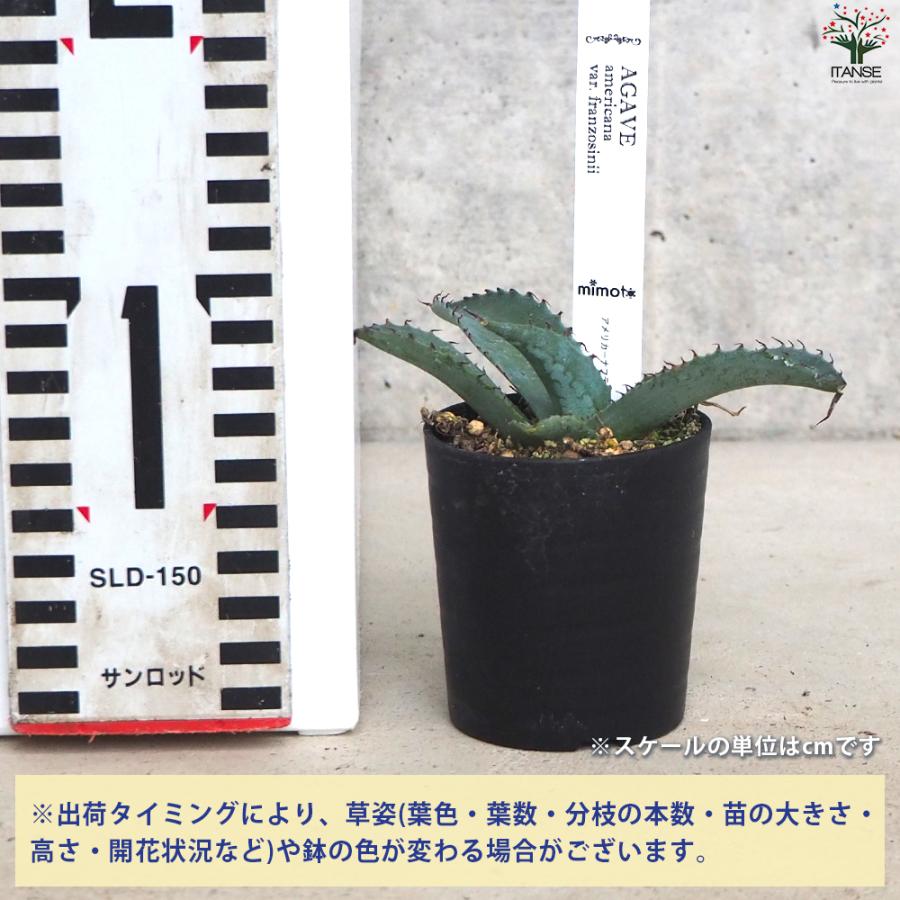 ITANSE アガベ アメリカーナフランゾシニー 多肉植物 2.5号鉢/1個売り