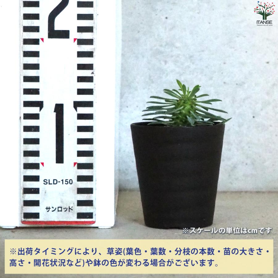 ITANSE ユーフォルビア 怪魔玉 多肉植物 3号鉢/1個売りインテリア