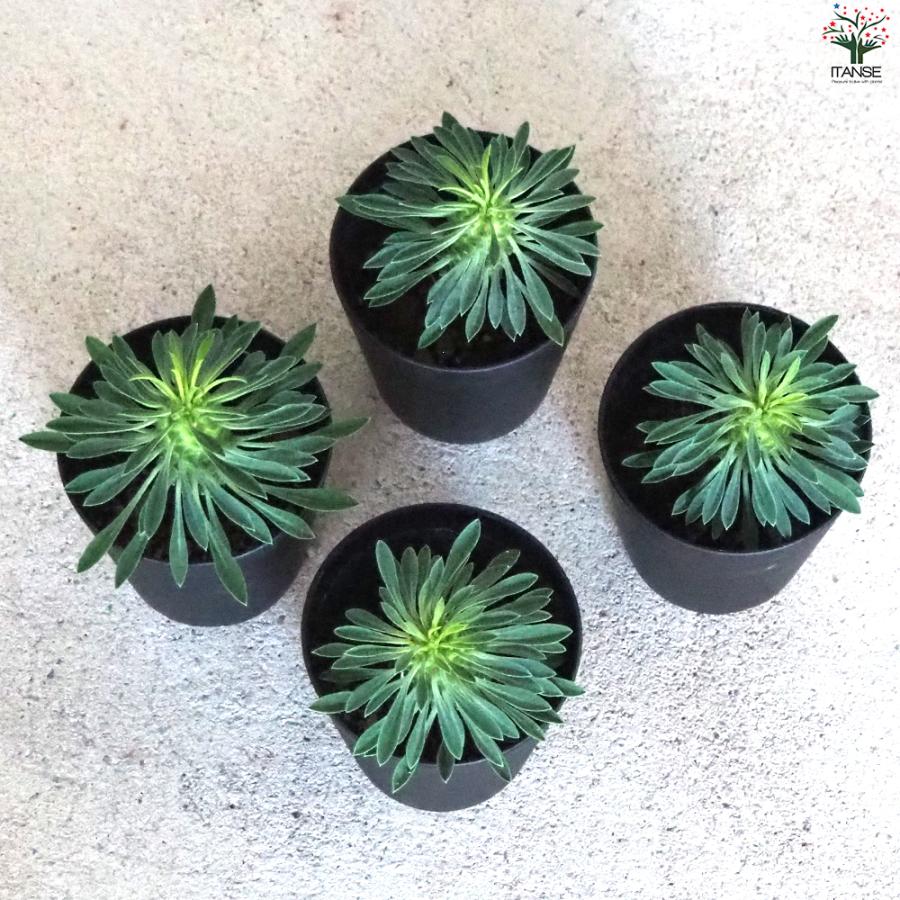 ITANSE ユーフォルビア 怪魔玉 多肉植物 3号鉢/1個売りインテリア